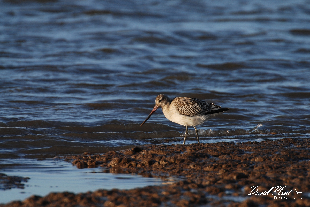 David Plant Photography - Wildlife Photographer - Bar-tailed godwit feeding - C.jpg - Bar-tailed godwit feeding - Norfolk